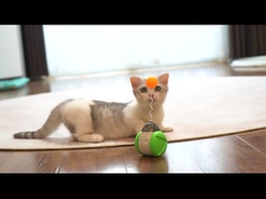 Scooter de Equilíbrio Controlado por Voz para Gatos