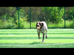Laranja Vocal para Cães