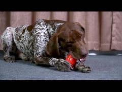 Doy de costela durável e estridente