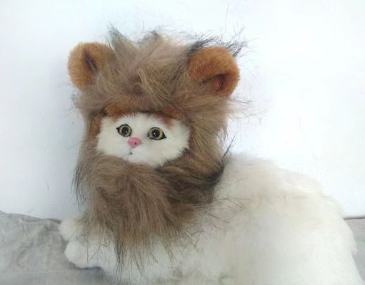 Bom preço. Peruca de gato ajustável e respirável Maciço e perfeito para todas as raças Ideal para Halloween / Cosplay on-line